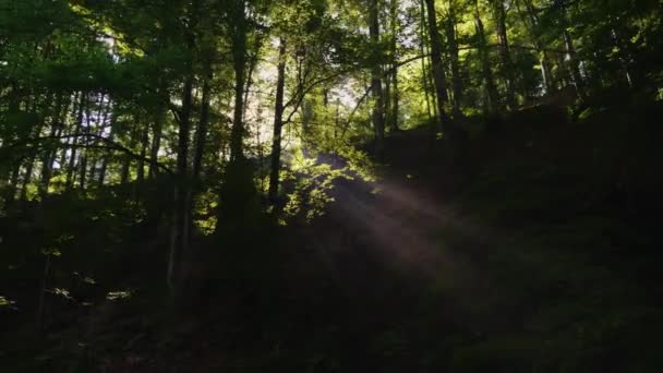 Los rayos del sol de la mañana son sagrados a través de los árboles en el bosque. El comienzo de un nuevo día y el despertar del bosque. Vídeo de 4K 10 bits — Vídeos de Stock