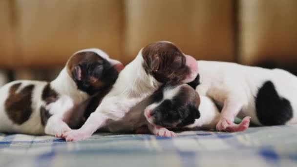 Diversi piccoli cuccioli indifesi strisciano sulla coperta — Video Stock