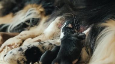 Birçok küçük yeni doğan yavruları anne sütü yemek
