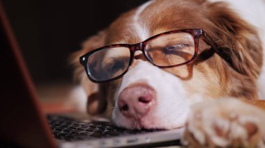 Bir köpek bardaklarda bir dizüstü bilgisayar uyur. İş kavramı overstrain