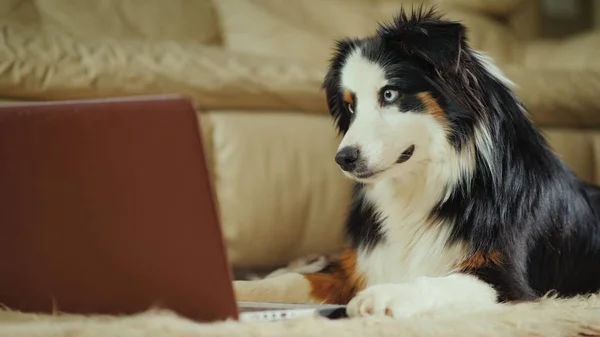 O cão pastor australiano olha para o vídeo na tela do laptop. Vídeo engraçado com conceito de animais — Fotografia de Stock