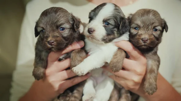 El dueño tiene tres cachorritos lindos. Mascotas favoritas y afecto —  Fotos de Stock