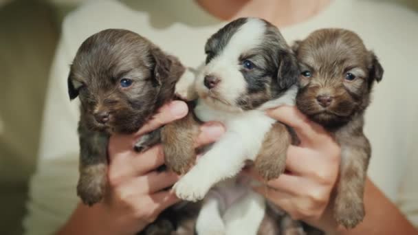 Владелец держит трех милых щенков. Любимые домашние животные и любовь — стоковое видео