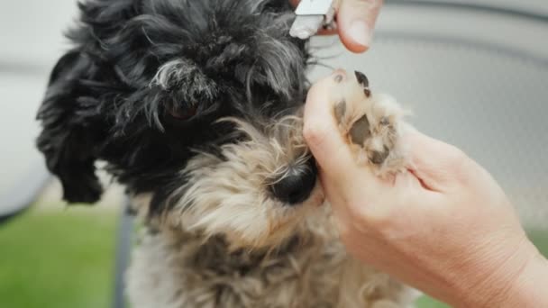Las manos con tijeras cortan las garras de los perros — Vídeo de stock