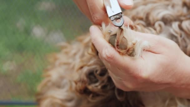 Eigenaar Snijdt Honden Claws Close Shot — Stockvideo