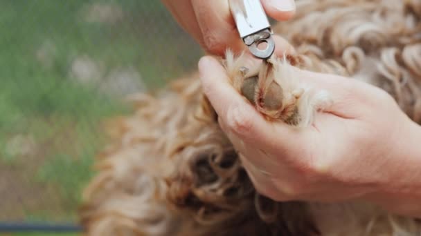 Der Besitzer Schneidet Den Hunden Die Krallen Nahaufnahme — Stockvideo