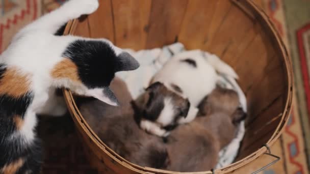 Смешной котёнок смотрит в ведро с маленькими щенками. Дружба и смешные видео с домашними животными — стоковое видео