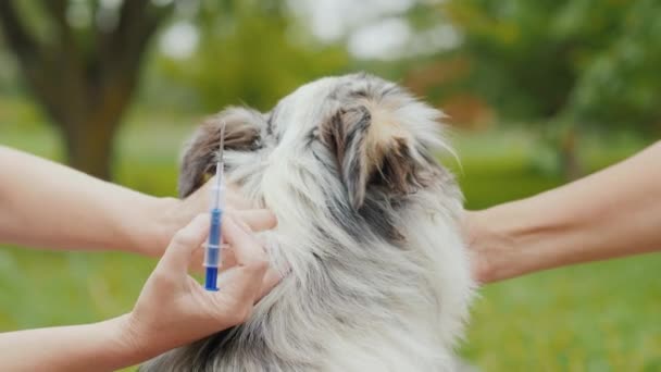 Hunden är injiceras under huden med ett mikrochip spruta med en tjock nål — Stockvideo