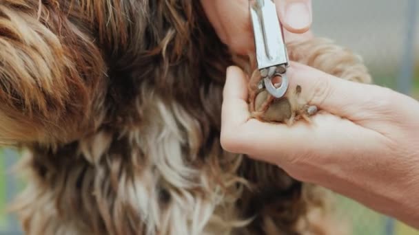 Dono Corta Garras Dos Cães Imagem Close — Vídeo de Stock