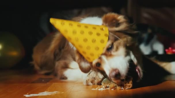 Festa agli animali domestici. Il cane nel tappo mangia la torta, il gatto sullo sfondo gioca con un palloncino. Animali domestici divertenti — Video Stock