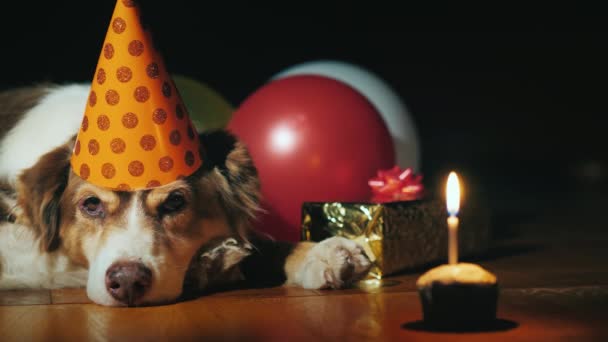 Perro de cumpleaños se encuentra cerca de los regalos y un pequeño pastel con una vela — Vídeos de Stock