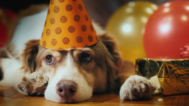 Portrait of a cute birthday dog. In a festive cap lying around gifts — Stock Video