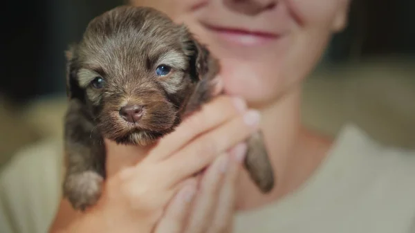 Bir kadın elinde tutan küçük bir köpek yavrusu, bulanık yüzünü arka plan — Stok fotoğraf