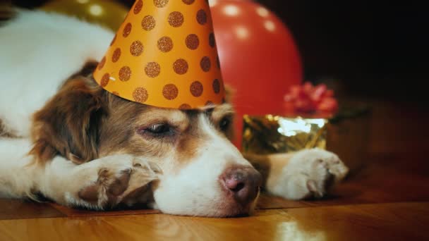 Θέα: πορτρέτο του ένα σκυλί cute γενέθλια. Σε ένα γιορτινό πώμα πεταμένα δώρα — Αρχείο Βίντεο