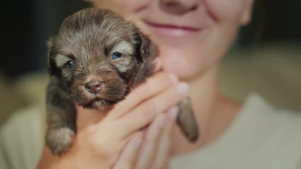 Bir kadın elinde tutan küçük bir köpek yavrusu, bulanık yüzünü arka plan — Stok video