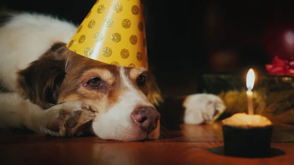 Portrait of a birthday dog looking at his birthday cake — Stock Photo, Image