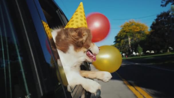 Собака в праздничной кепке с воздушными шарами идет на вечеринку. Смешные видео с животными — стоковое видео