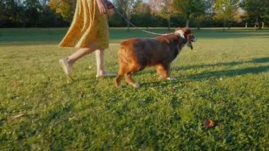 Takip shot: aktif kadın bakımlı bir parkta iki köpek ile yürüme