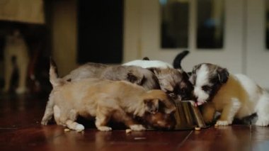 Katze Und Einen Hund Kämpfen Freundschaft Haustiere Lustige