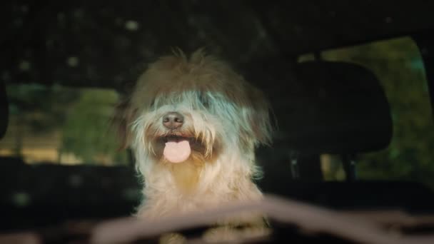 Hunden väntar på ägaren i bilen — Stockvideo