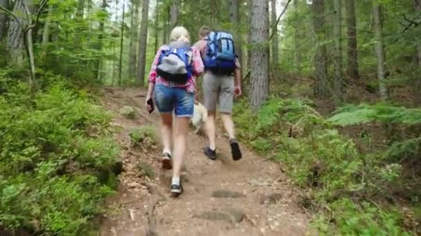 Un hombre y una mujer con un perro están caminando por un sendero en el bosque. Estilo de vida activo y saludable — Vídeo de stock