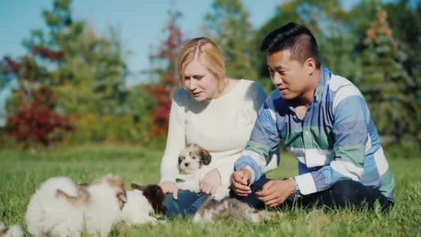 Spelen met de pups op het groene gazon. Jonge multinationale paar spelen met huisdieren — Stockvideo