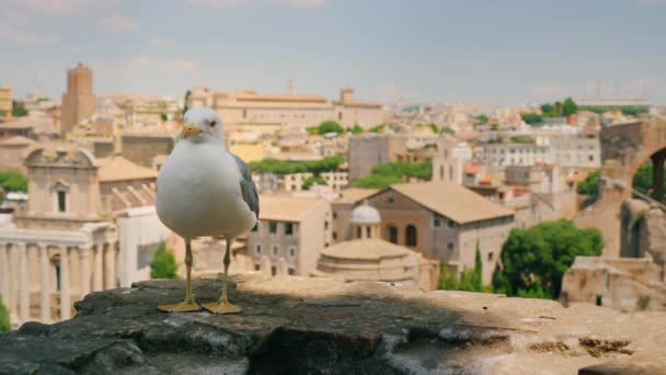 Чайка сидит на фоне городского пейзажа Рима и Римского форума — стоковое видео