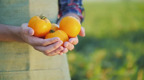 O agricultor está segurando alguns tomates amarelos — Fotografia de Stock