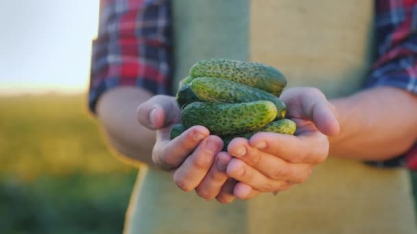 Фермер тримає кілька свіжих огірків. Руки фермера зі свіжими овочами — стокове відео