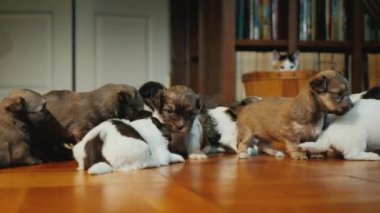 Küçük yavru arkalarında yerde oynayan bir grup gizli bir kurnaz kedi sepetten gözlemler