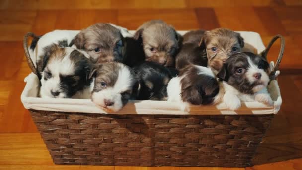 Cesta con cachorritos lindos — Vídeos de Stock