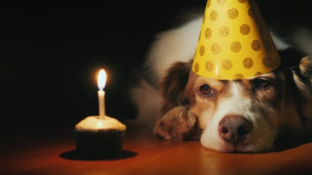Roliga porträtt av en födelsedag hund tittar på hans födelsedagstårta — Stockvideo