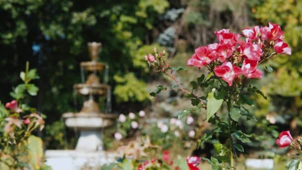 Kleiner alter Brunnen im Rosengarten — Stockvideo