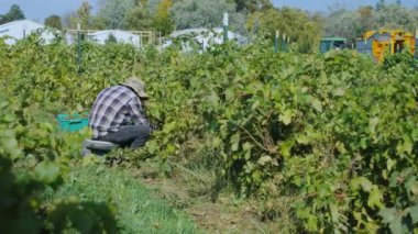 Meksika işçi toplar demet üzüm üzüm bağı içinde. Mevsimlik saha çalışması