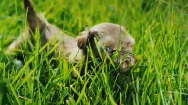 Bir sevimli köpek yavrusu uzun otların arasında yürüyor. Onun üzerinde parlak güneş parlar.