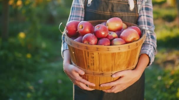 Фермер держит корзину с спелыми красными яблоками. Органические продукты из вашего сада — стоковое видео