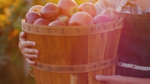 Un granjero lleva una canasta con manzanas frescas maduras. Productos ecológicos del concepto de huerto agrícola — Vídeos de Stock