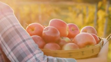 Bir çiftçi ile taze olgun elma sepeti taşır. Organik ürünler Çiftlik Bahçe konsepti. Arkadan Görünüş