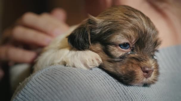 Muso Cucciolo Carino Sulla Spalla Del Proprietario Tenerezza Calore Degli — Video Stock