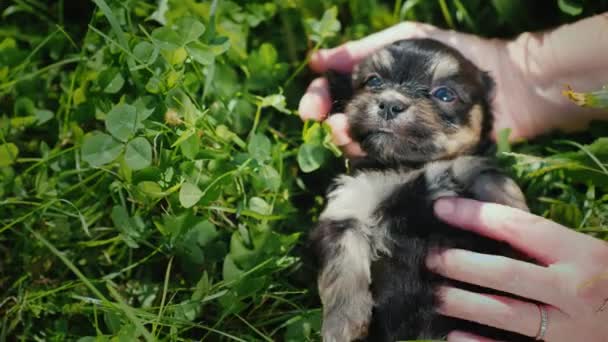 Die Hände des Besitzers streicheln einen lustigen kleinen Welpen auf dem Hintergrund des grünen Grases — Stockvideo