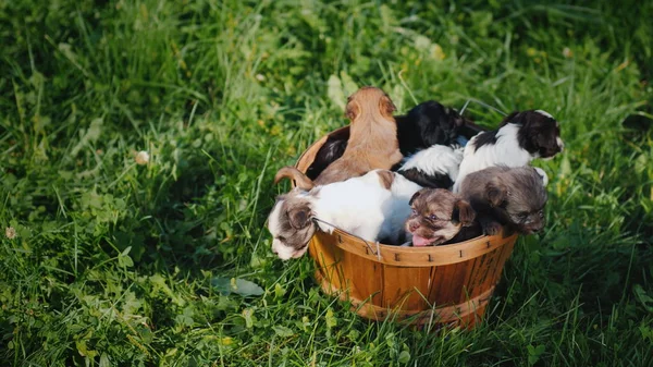 Vue du dessus d'un panier en bois avec des petits chiots se tient sur l'herbe verte fraîche par une journée ensoleillée — Photo