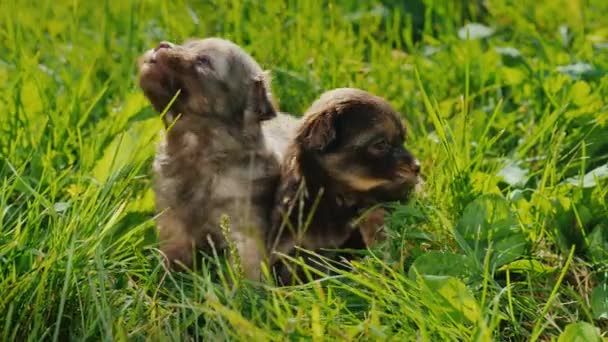 Två roliga små valpar spelar i det gröna gräset — Stockvideo