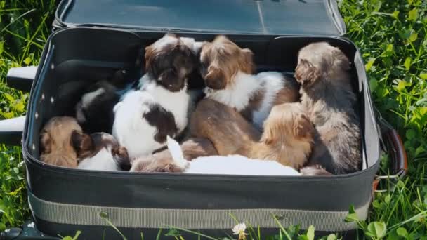 Une Valise Pleine Petits Chiots Sur Herbe Verte Voyager Avec — Video