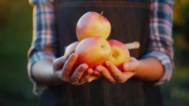Boeren handen houden sommige sappige rijpe appels. Fruit uit uw tuin — Stockvideo