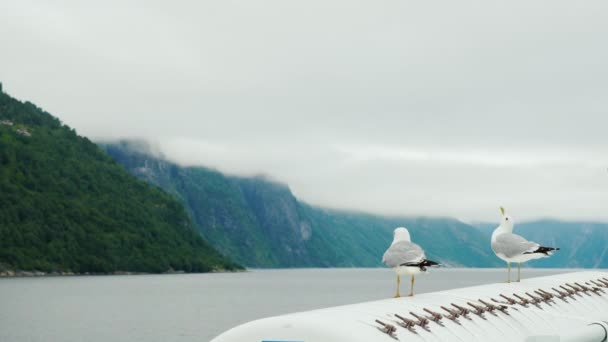 Két sirályok ül a hajó fedélzetén egy cirkáló körül a norvég fjordok — Stock videók