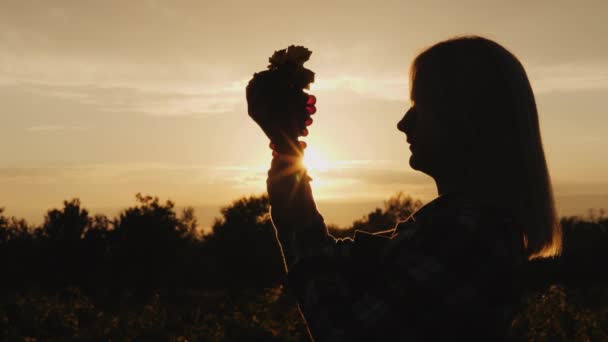 Une agricultrice avec un grand bouquet de raisins se tient au coucher du soleil sur un vignoble — Video