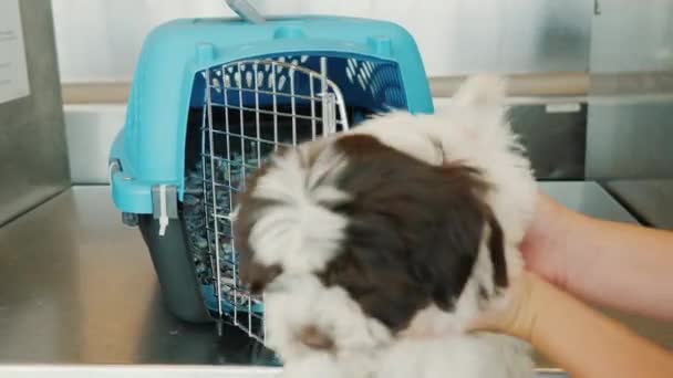 Transport de chiens par avion. Une femme met le chiot dans une cage spéciale pour les animaux vivants — Video