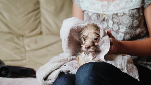 Kobieta jest wycieranie szczeniaka z ręcznikiem. Mokry pies siedzi na kolanach — Wideo stockowe