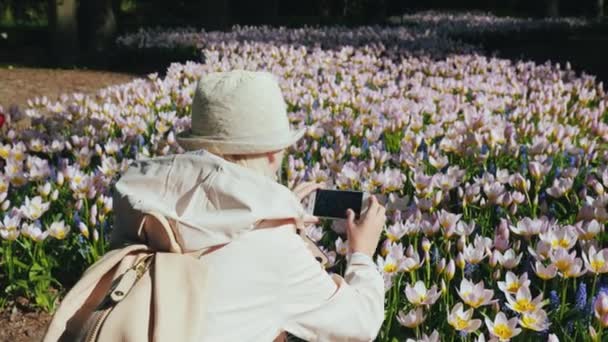El famoso parque de tulipanes en los Países Bajos atrae a un turista por el bien de hermosas fotos — Vídeo de stock