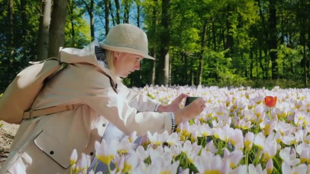 Meisje toeristische maakt een foto op de telefoon van Lentebloemen in een park van tulpen — Stockvideo